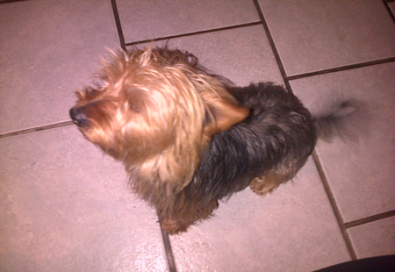 Yorkie Puppies For Sale Johannesburg Dogs And Puppies Junk Mail Photo ... Yorkie Puppies For Sale Johannesburg Dogs And Puppies Junk Mail Photo ...
