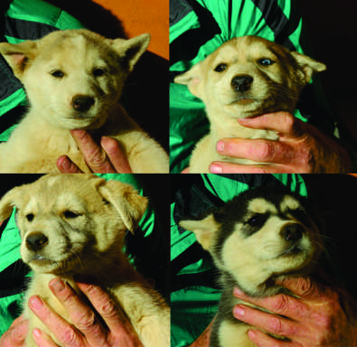 yorkie puppies for sale durban yorkie puppies for sale pretoria dogs and puppies junk mail yorkie puppies for sale durban yorkie puppies for sale pretoria dogs and puppies junk mail