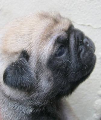pug puppies for sale idaho pug puppies for sale dogs and puppies 37100037 junk mail classifieds pug puppies for sale idaho pug puppies for sale dogs and puppies 37100037 junk mail classifieds