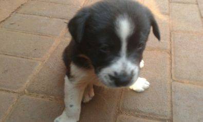 border collie puppies idaho border collies puppies for sale centurion dogs and puppies 43490871 junk mail border collie puppies idaho border collies puppies for sale centurion dogs and puppies 43490871 junk mail