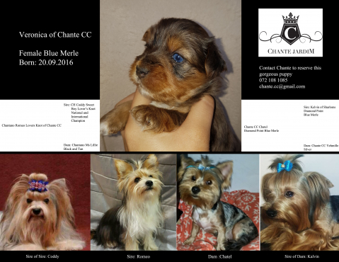 yorkies for sale 200 imported bloodline yorkies for sale dogs and puppies 64393596 junk mail yorkies for sale 200 imported bloodline yorkies for sale dogs and puppies 64393596 junk mail