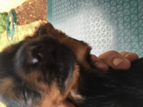 6 week yorkie 6 week yorkie pretoria dogs and puppies 64842794 junk mail 6 week yorkie 6 week yorkie pretoria dogs and puppies 64842794 junk mail