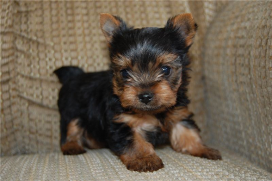 yorkie puppies for sale durban terrier puppies yorkies dogs and puppies 64959710 junk mail yorkie puppies for sale durban terrier puppies yorkies dogs and puppies 64959710 junk mail