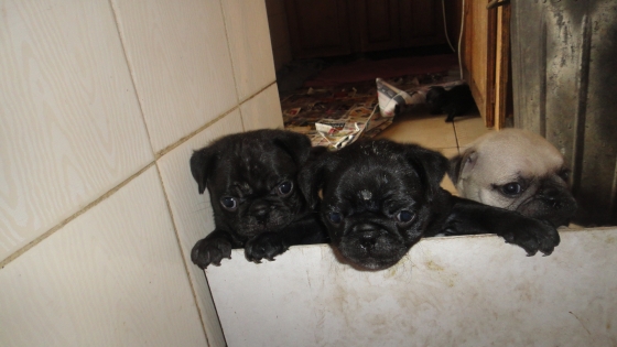 pug puppies for sale gauteng pug puppies dogs and puppies 65016378 junk mail classifieds pug puppies for sale gauteng pug puppies dogs and puppies 65016378 junk mail classifieds