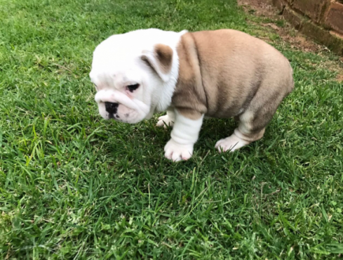 PUPPIES FOR SALE