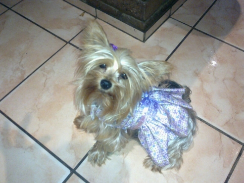 teacup yorkies for sale in pretoria miniature yorkie puppies pretoria dogs and puppies 62586686 junk mail teacup yorkies for sale in pretoria miniature yorkie puppies pretoria dogs and puppies 62586686 junk mail