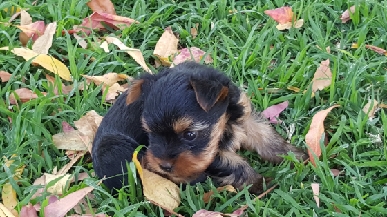 yorkies for sale in idaho yorkies for sale centurion dogs and puppies 63962602 junk mail classifieds yorkies for sale in idaho yorkies for sale centurion dogs and puppies 63962602 junk mail classifieds