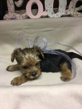 yorkie puppies for sale durban yorkie puppies for sale dogs and puppies 65297544 junk mail classifieds yorkie puppies for sale durban yorkie puppies for sale dogs and puppies 65297544 junk mail classifieds
