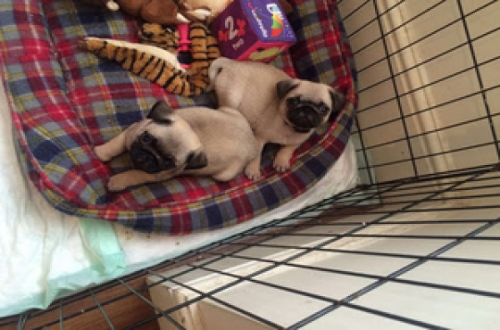 pugs for sale eastern cape awesome pug babies for sale dogs and puppies 65313462 junk mail classifieds pugs for sale eastern cape awesome pug babies for sale dogs and puppies 65313462 junk mail classifieds