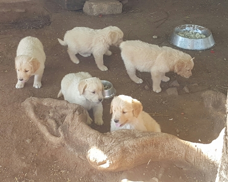 golden retriever puppies trade me golden retriever puppies dogs and puppies 65120926 junk mail classifieds golden retriever puppies trade me golden retriever puppies dogs and puppies 65120926 junk mail classifieds