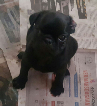 pug puppies for sale in idaho pug puppies for sale dogs and puppies 65139666 junk mail classifieds pug puppies for sale in idaho pug puppies for sale dogs and puppies 65139666 junk mail classifieds