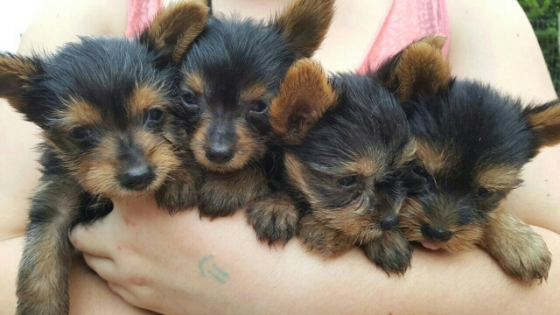 miniature yorkie puppies miniature yorkie puppies dogs and puppies 65551628 junk mail classifieds miniature yorkie puppies miniature yorkie puppies dogs and puppies 65551628 junk mail classifieds