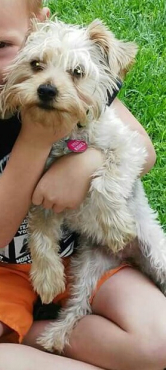yorkies for sale pretoria yorkies for sale pretoria dogs and puppies 65890834 junk mail classifieds yorkies for sale pretoria yorkies for sale pretoria dogs and puppies 65890834 junk mail classifieds