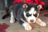Cute Siberian Husky Puppies F Cute Siberian Husky Puppies F