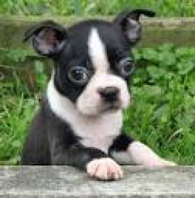 teacup boston terrier puppies for sale