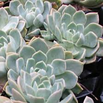 Rock Roses Echeveria Junk Mail Rock Roses Echeveria
