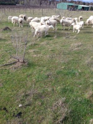 Dormer Sheep Available At Unbeatable Prices Junk Mail