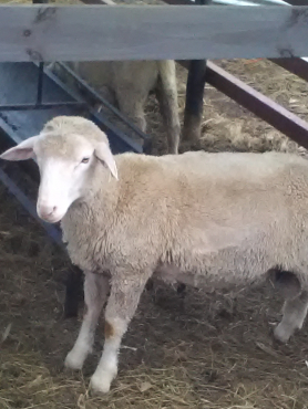 Dormer Sheep From R 1000 Limited Stick Junk Mail