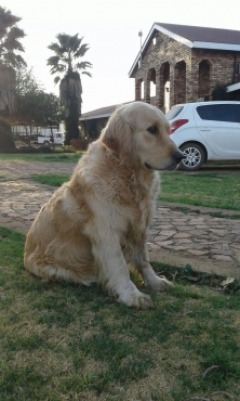Beautiful Golden Retriever Puppies Junk Mail