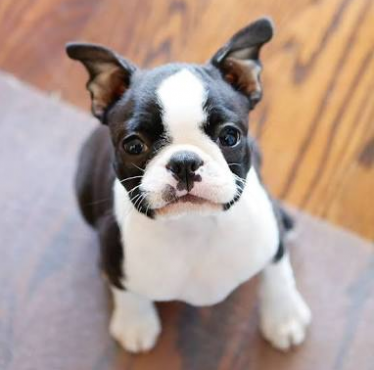 Boston Terrier Puppies | Junk Mail