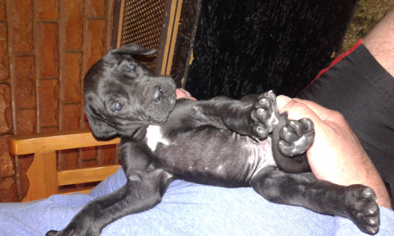 Pure Bred Black Female Great Dane Puppies Junk Mail