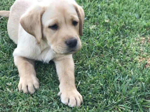 Purebred Labrador Puppy Goldenacresdogs Purebred Labrador Puppy