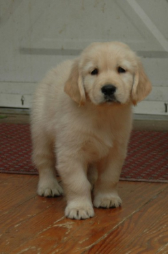 Cute Golden Retriever Puppy For Sale Junk Mail
