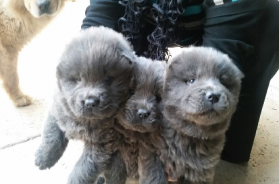 Grey Chow Puppies Junk Mail